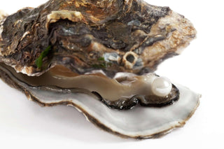 June Birthstone- The Pearl - Whitestone Jewellery
