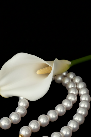 A white akoya pearl necklace arranged around a white calla lily flower on a solid black background.